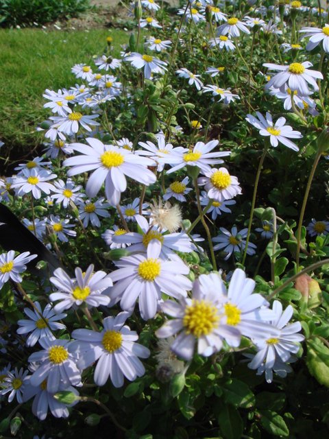Felicia amelloides fleur